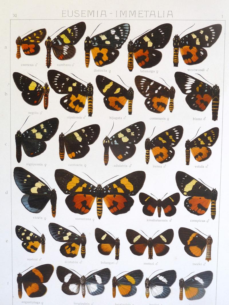 Seitz9FaunaIndoAustralica