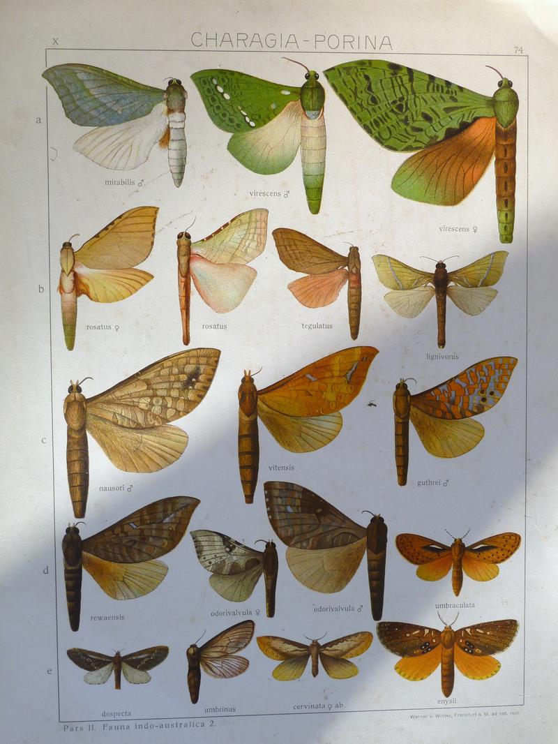 Seitz9FaunaIndoAustralicaPlate