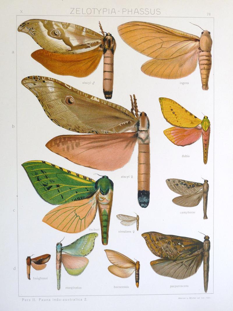 Seitz9V2FaunaIndoAustralicaPlate78