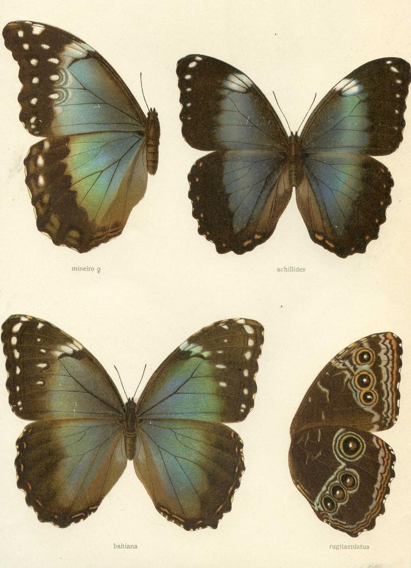 Plate from Seitz Macrolepidoptera of the World Fauna Americana