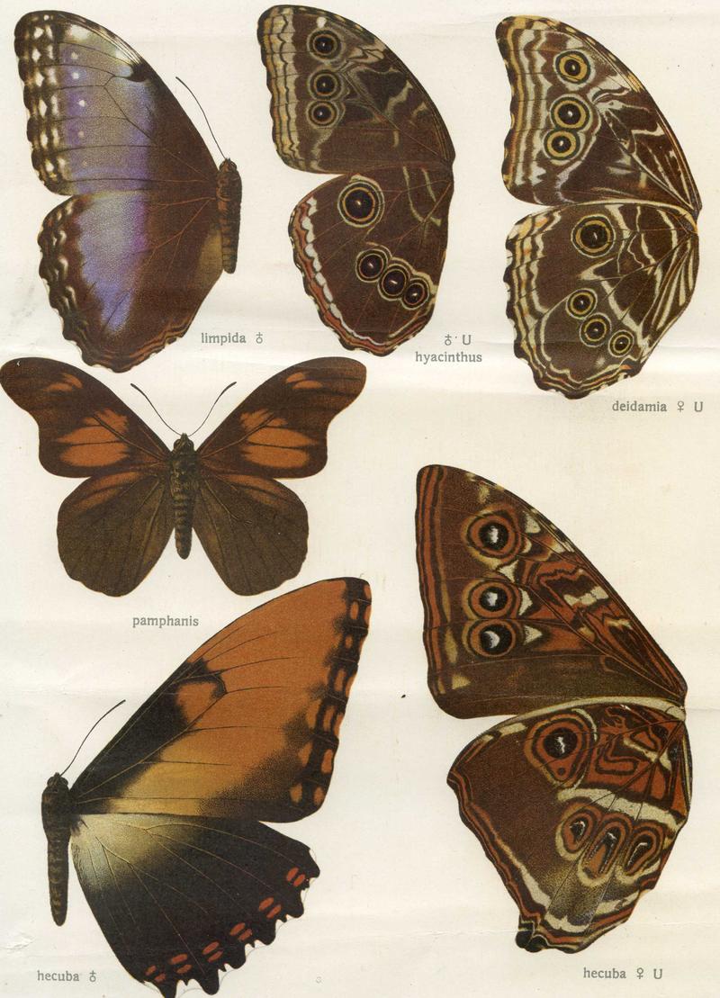 Plate from Seitz Macrolepidoptera of the World Fauna Americana