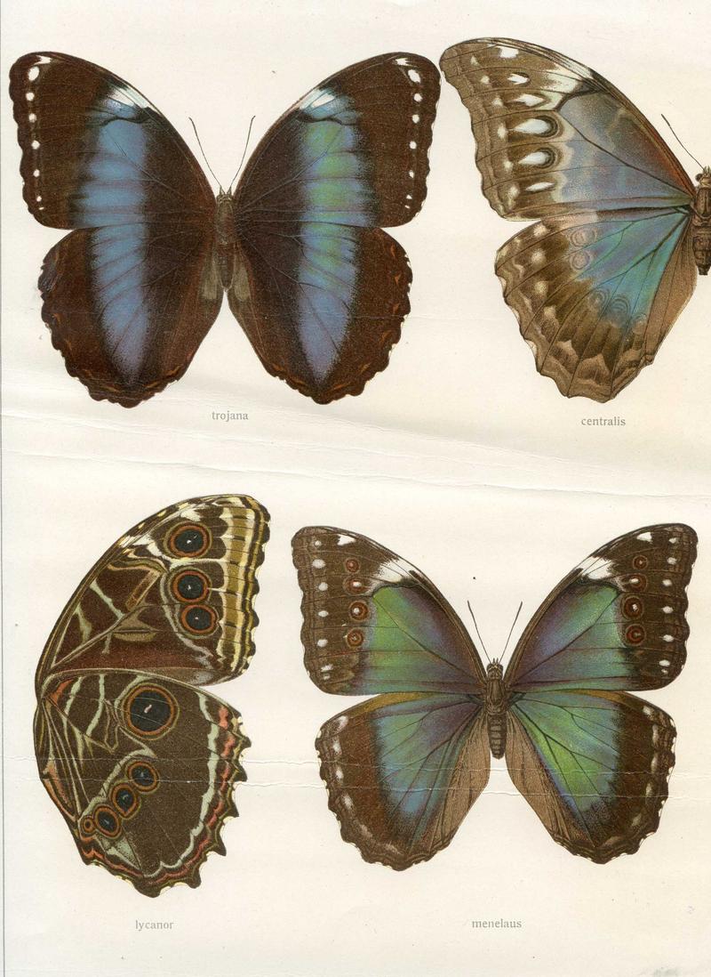 Plate from Seitz Macrolepidoptera of the World Fauna Americana