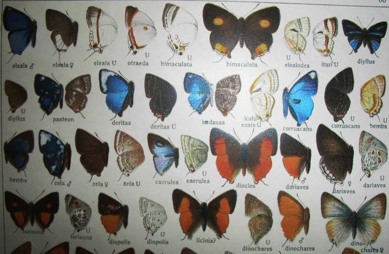 Seitz Fauna Africana