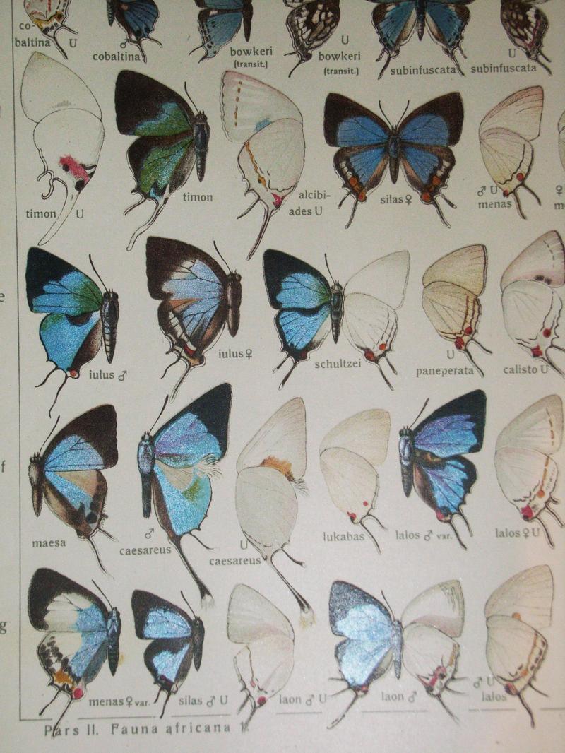 Aurivillius Chr Die Grossschmetterlinge der Erde von Dr Adalbert Seitz Fauna Africana 1908 Iolaus timon Fabricius 1787