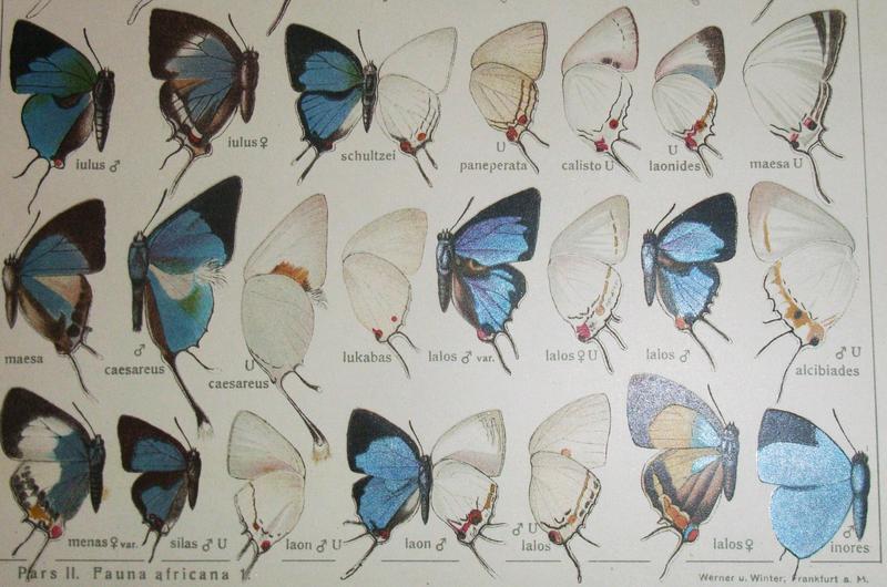 Aurivillius Chr Die Grossschmetterlinge der Erde von Dr Adalbert Seitz Fauna Africana 1908