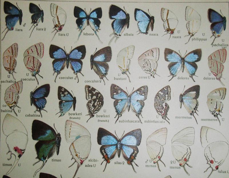 SeitzMacrolepidoptera