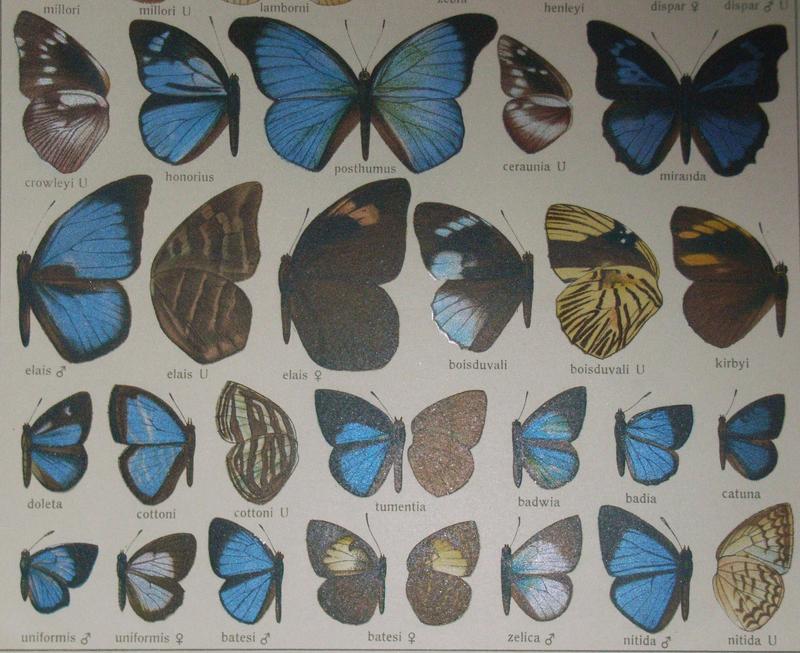 SeitzFaunaAfricana