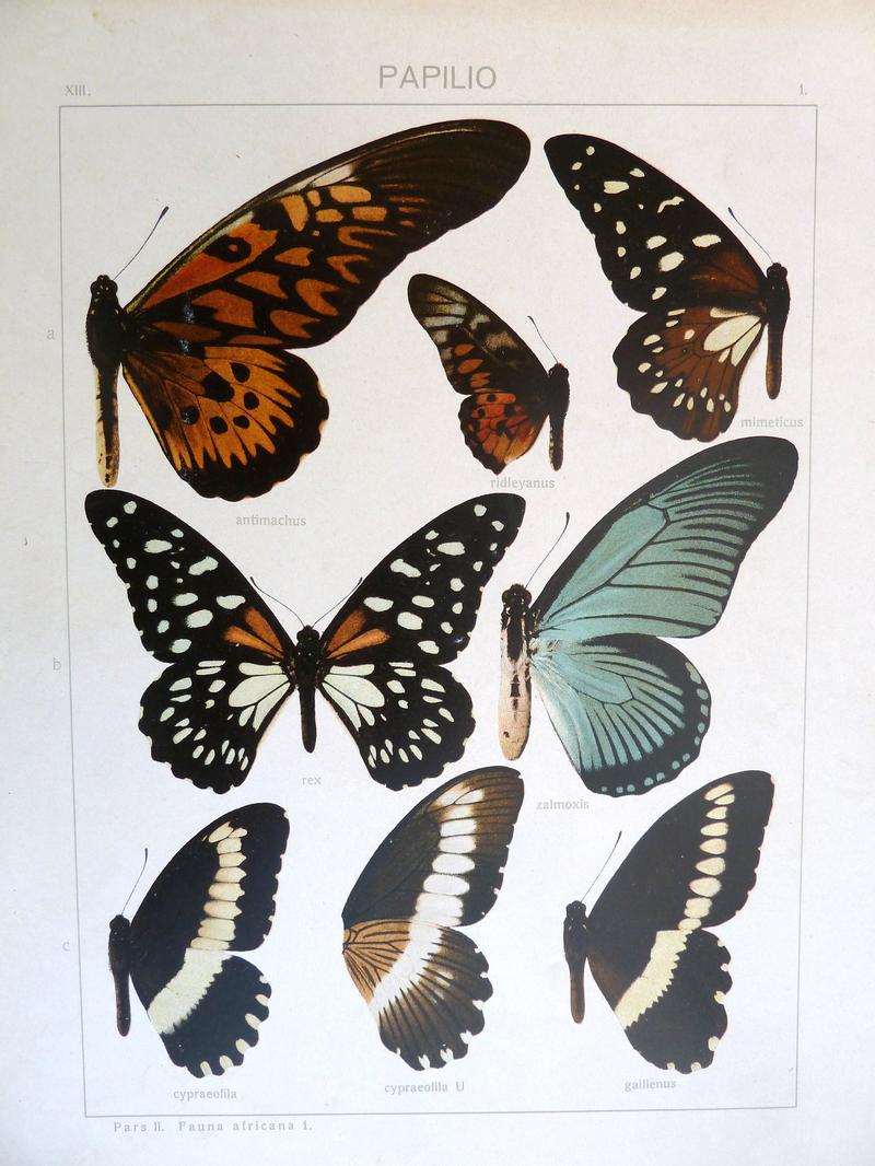 c1 Common whitebanded Swallowtail upperwing c2 Common whitebanded Swallowtail underwing c3 Narrowbanded Swallowtail upperwing