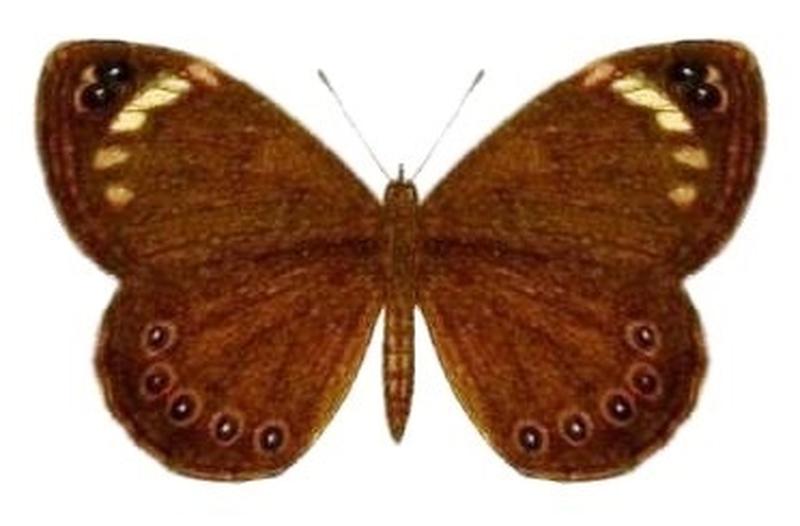 SeitzFaunaAfricanaXIIITaf28, Dira clytus