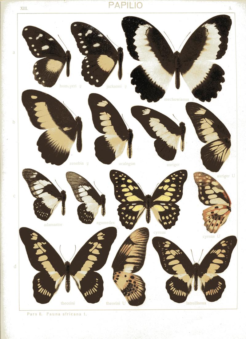d1 d3 Coppery Swordtails upperwings d2 Coppery Swordtail underwing