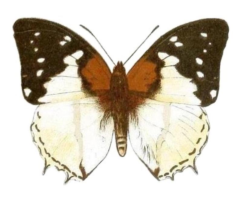 SeitzFaunaAfricanaXIIITaf31, Charaxes hadrianus