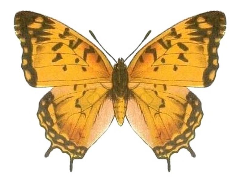 SeitzFaunaAfricanaXIIITaf31, Charaxes jahlusa