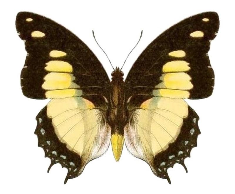 SeitzFaunaAfricanaXIIITaf31, Charaxes nobilis