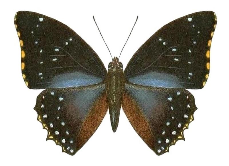 SeitzFaunaAfricanaXIIITaf31, Charaxes numenes