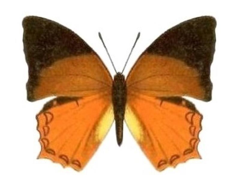 SeitzFaunaAfricanaXIIITaf31, Charaxes pleione