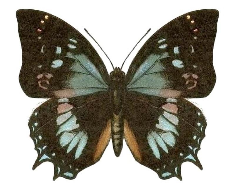 SeitzFaunaAfricanaXIIITaf31, Charaxes xiphares