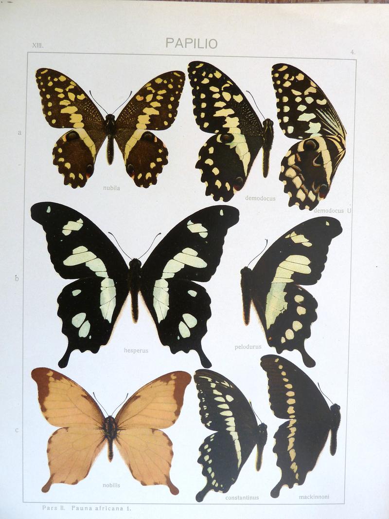 c1 Noble Swallowtail upperwing c2 Constantines Swallowtail upperwing c3 MacKinnons Swallowtail upperwing