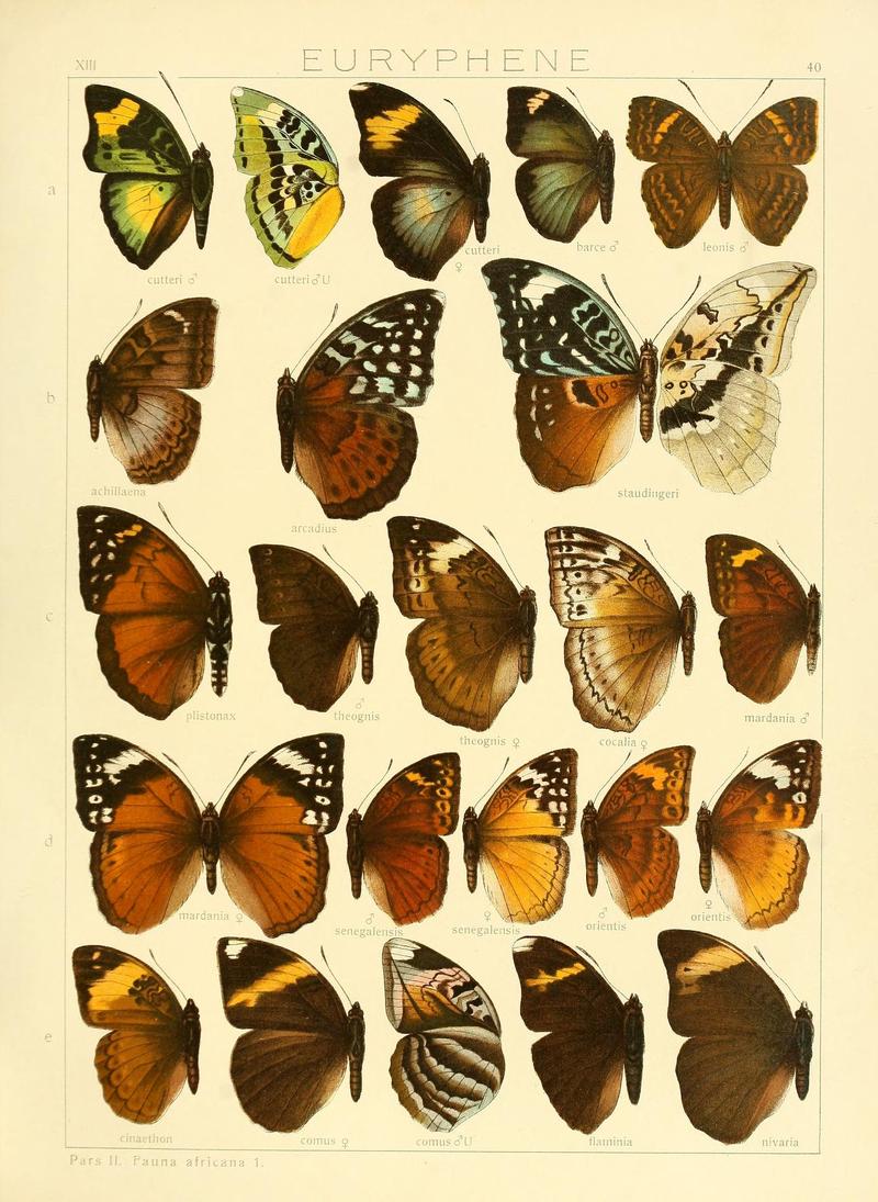 SeitzFaunaAfricanaXIIITaf40