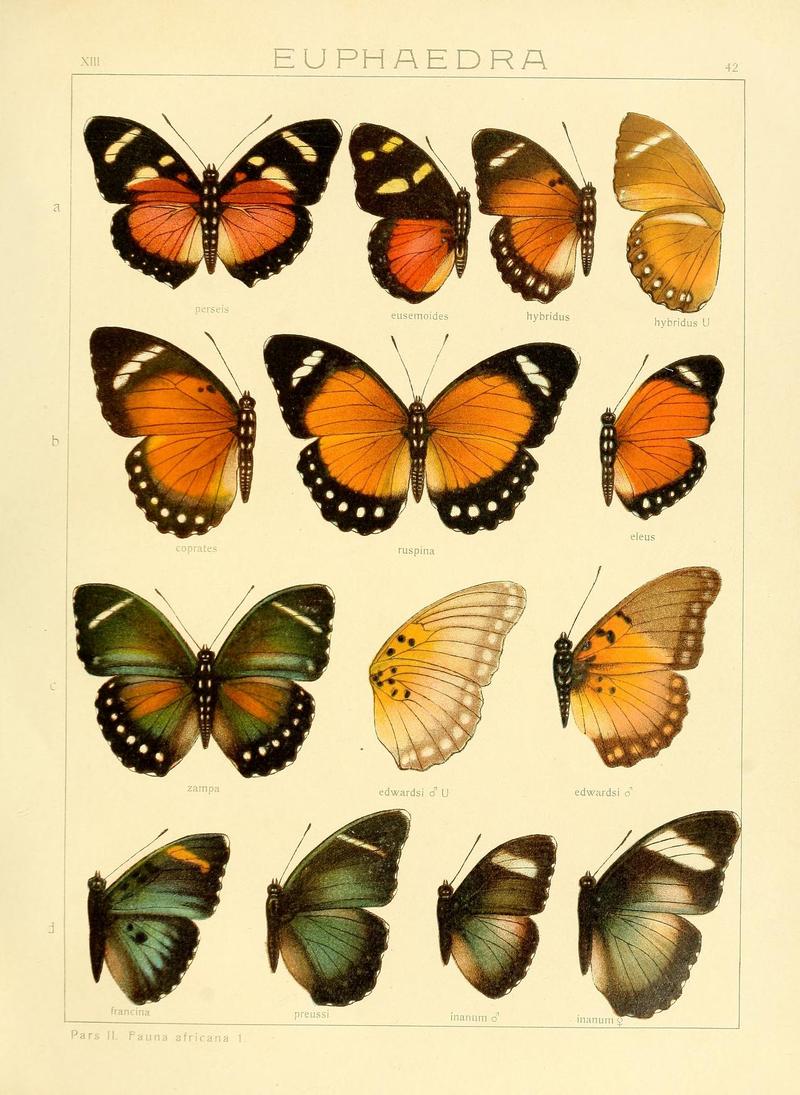 SeitzFaunaAfricanaXIIITaf42