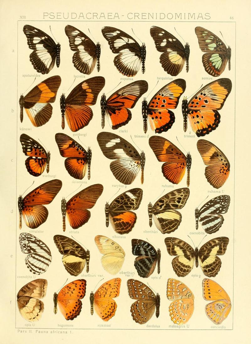SeitzFaunaAfricanaXIIITaf46