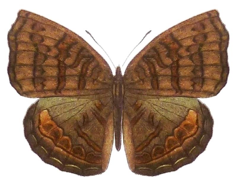 SeitzFaunaAfricanaXIIITaf49, Ariadne actisanes