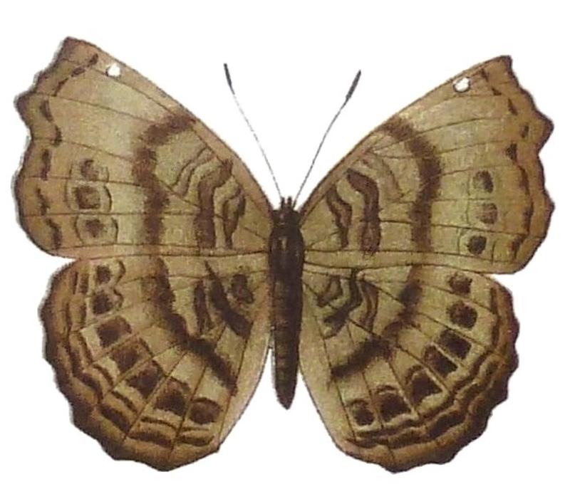 SeitzFaunaAfricanaXIIITaf49, Ariadne pagenstecheri