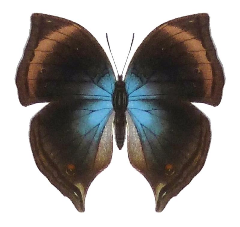 SeitzFaunaAfricanaXIIITaf49, Junonia cymodoce