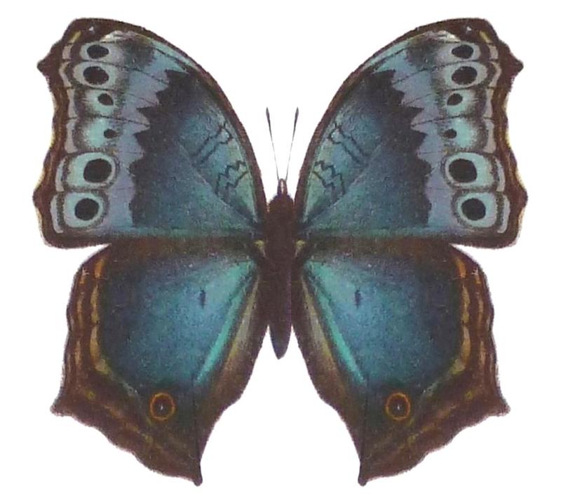 SeitzFaunaAfricanaXIIITaf50, Protogoniomorpha temora