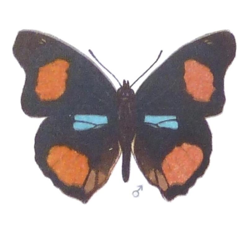 SeitzFaunaAfricanaXIIITaf51, Junonia westermanni, ♂