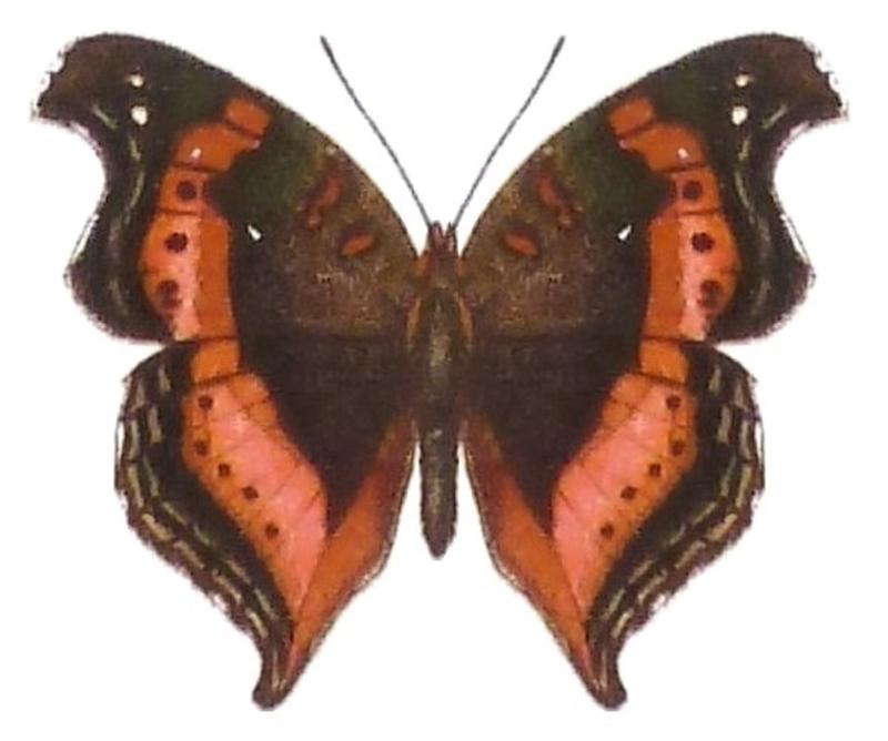 SeitzFaunaAfricanaXIIITaf51, Precis sinuata