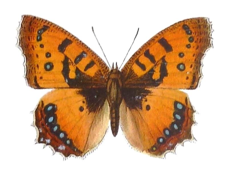 SeitzFaunaAfricanaXIIITaf52, Catacroptera cloanthe