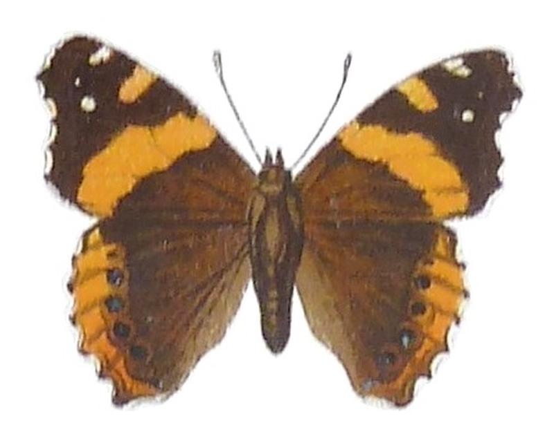 SeitzFaunaAfricanaXIIITaf52, Vanessa abyssinica