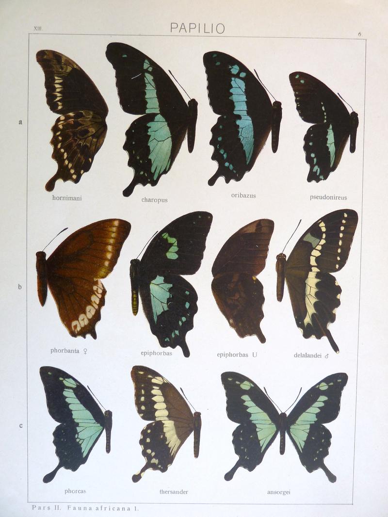 c1 c3 Applegreen Swallowtail upperwing c2 Applegreen Swallowtail thersander form upperwing