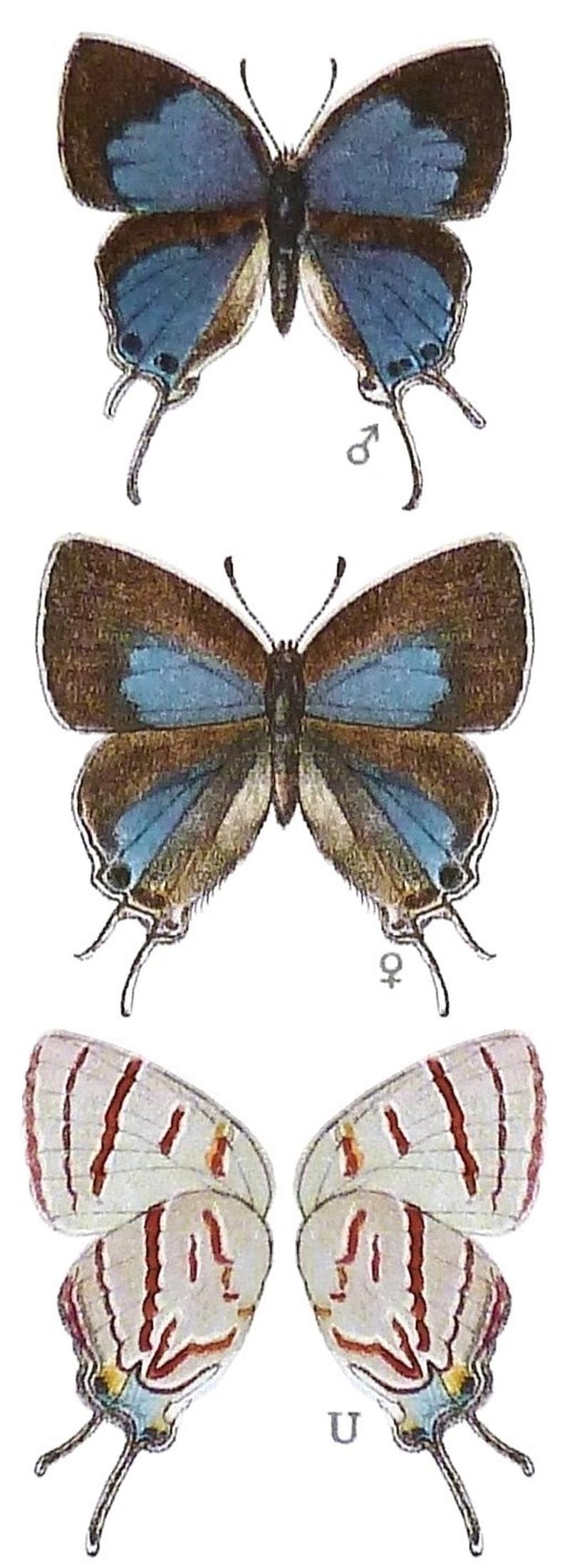 SeitzFaunaAfricanaXIIITaf67, Hemiolaus caeculus