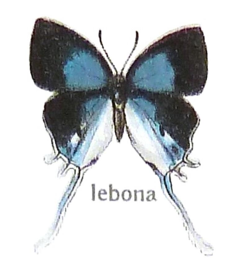 SeitzFaunaAfricanaXIIITaf67, Hypolycaena lebona