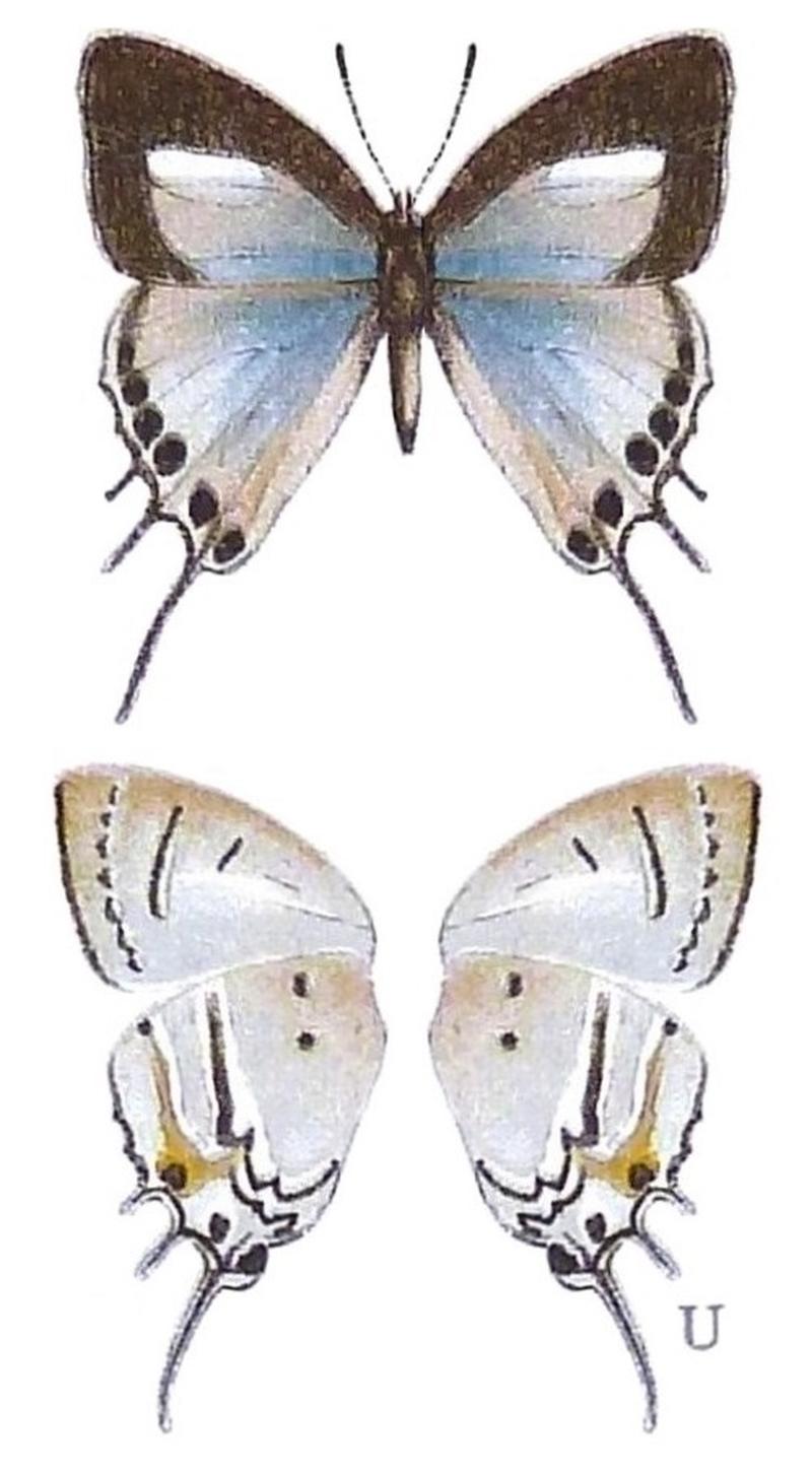 SeitzFaunaAfricanaXIIITaf67, Iolaus mermeros