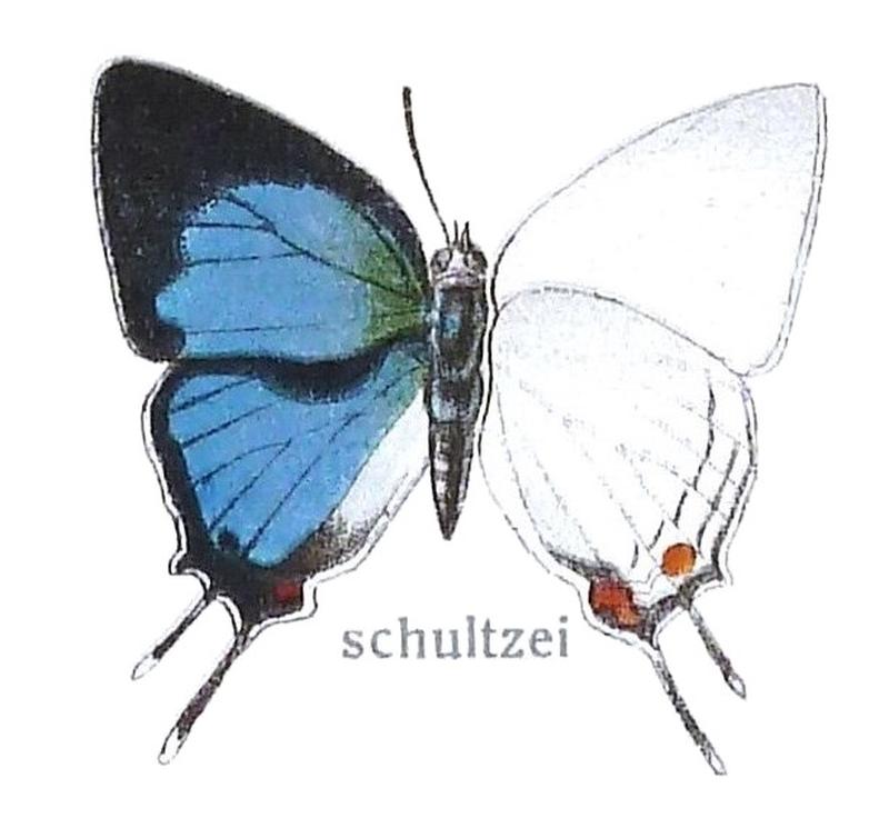 SeitzFaunaAfricanaXIIITaf67, Iolaus schultzei