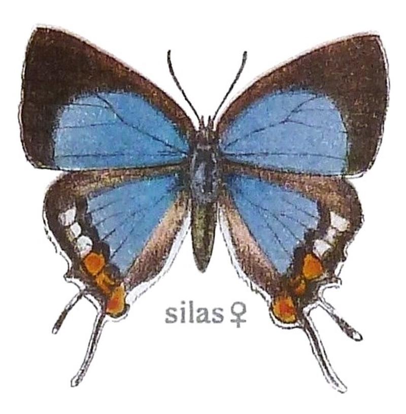 SeitzFaunaAfricanaXIIITaf67, Iolaus silas