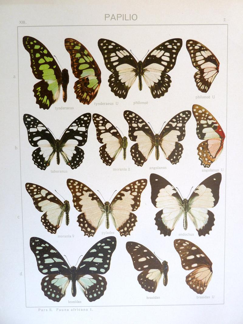 d1 Veined Swordtail upperwing d2 Veined Swordtail brasidas form upperwing d3 Veined Swordtail brasidas form underwing