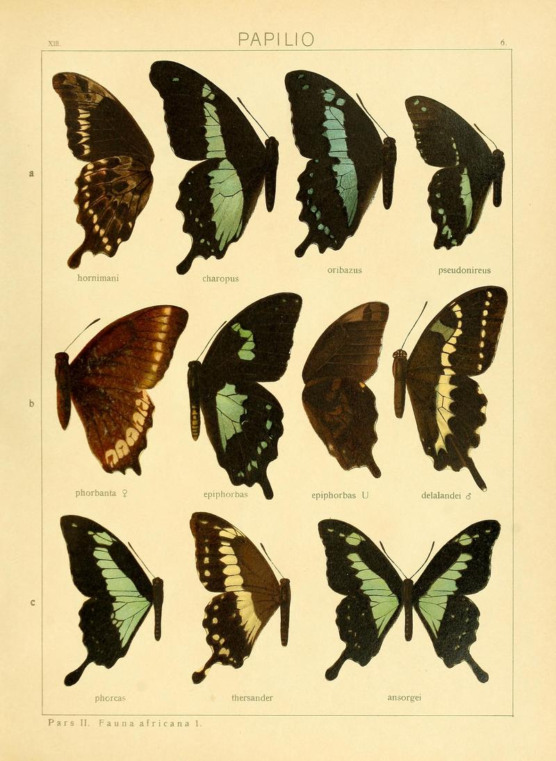 c1 c3 Applegreen Swallowtail upperwing c2 Applegreen Swallowtail thersander form upperwing
