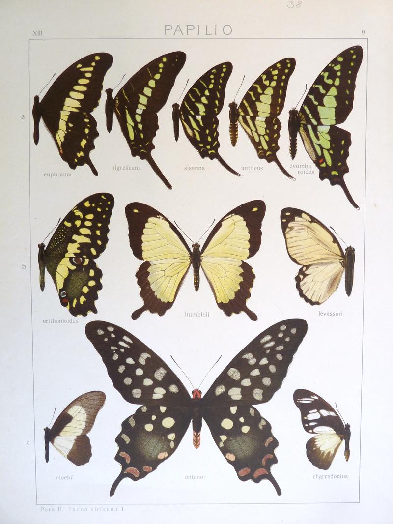 c2 Madagascar Giant Swallowtail upperwing c3 Almansor Whitelady upperwing