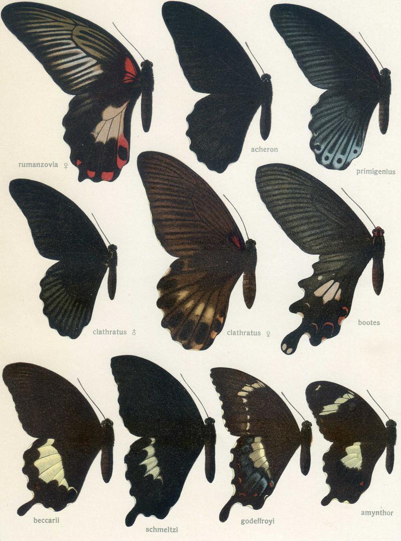 c1 Canopus Swallowtail upperwing c3 Godeffroys Swallowtail upperwing c4 Norfolk Swallowtail upperwing