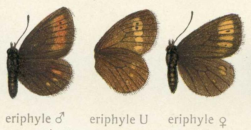 Seitz - Erebia eriphyle