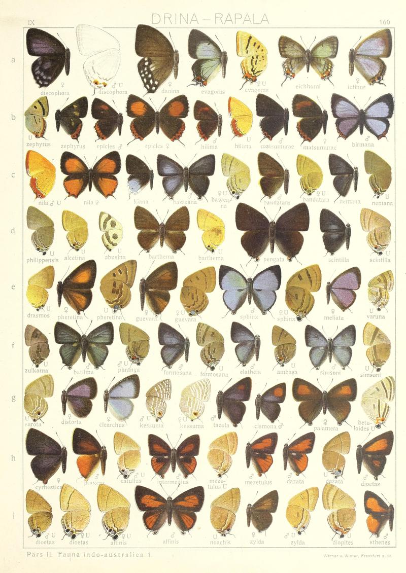 Seitz Macrolepidoptera IndoAustralia Fauna Plate 160