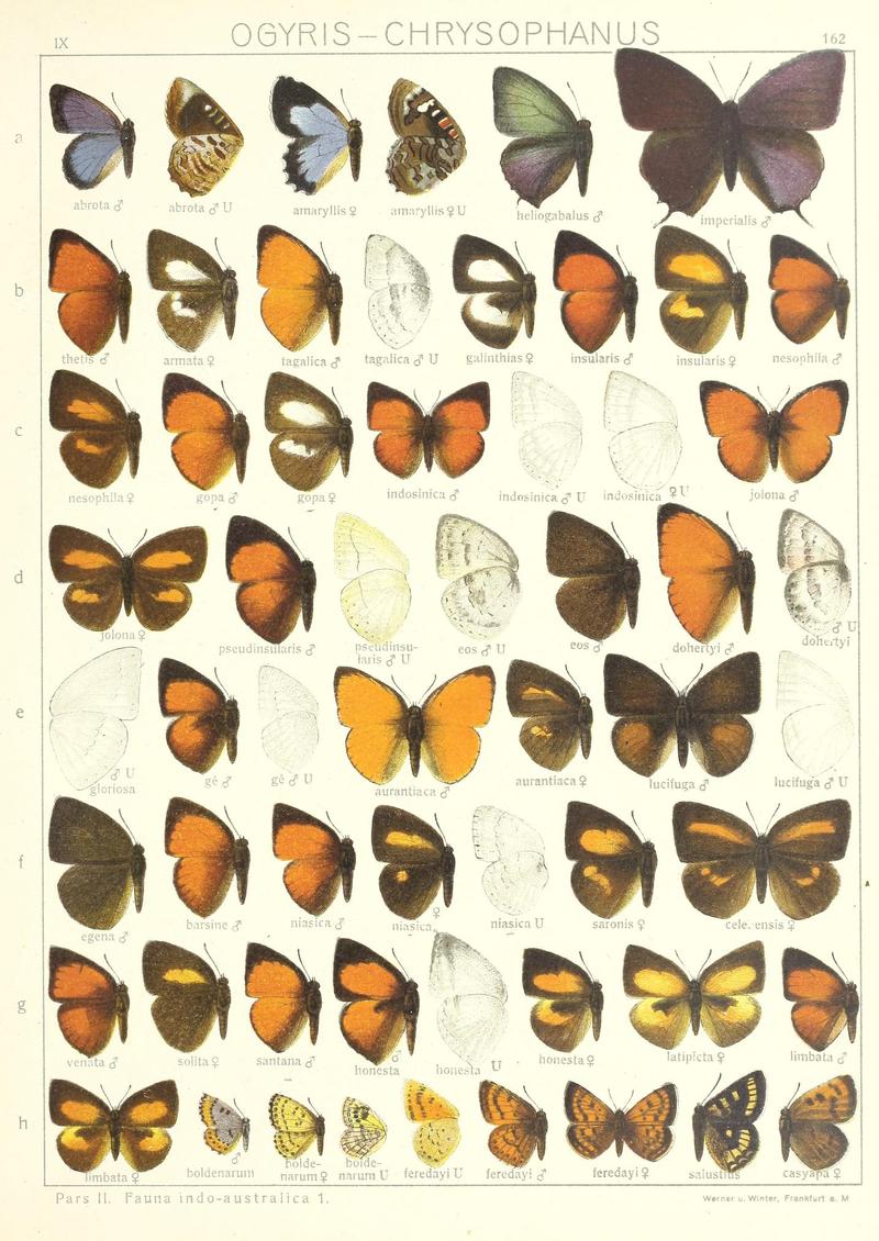 Seitz Macrolepidoptera IndoAustralia Fauna Plate 162
