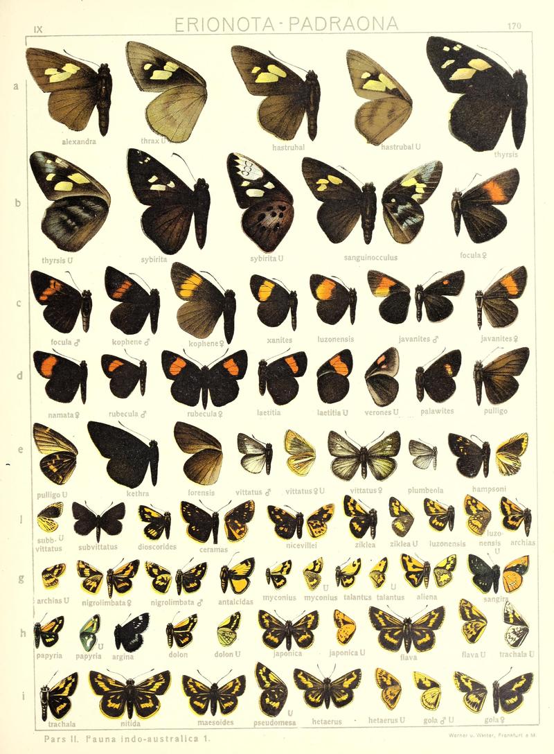Seitz Macrolepidoptera IndoAustralia Fauna Plate 170