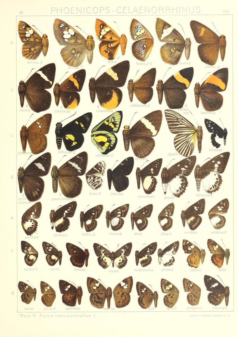 Seitz Macrolepidoptera IndoAustralia Plate 163