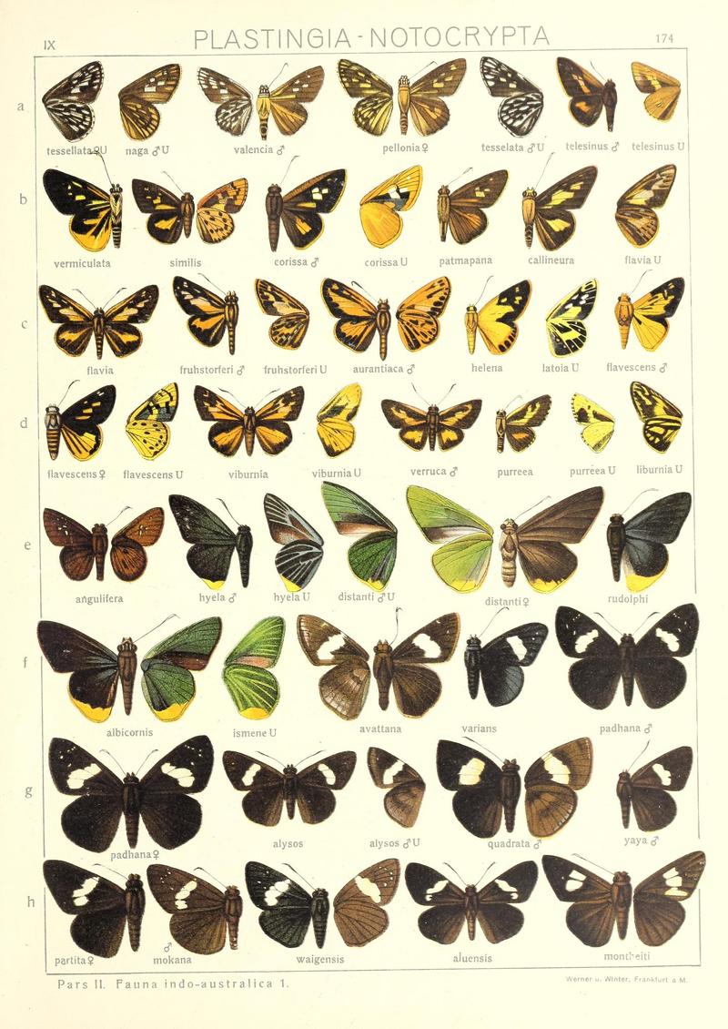 Seitz Macrolepidoptera IndoAustralia Plate 174 - Copy