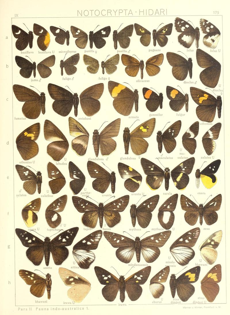 Seitz Macrolepidoptera IndoAustralia Plate 175