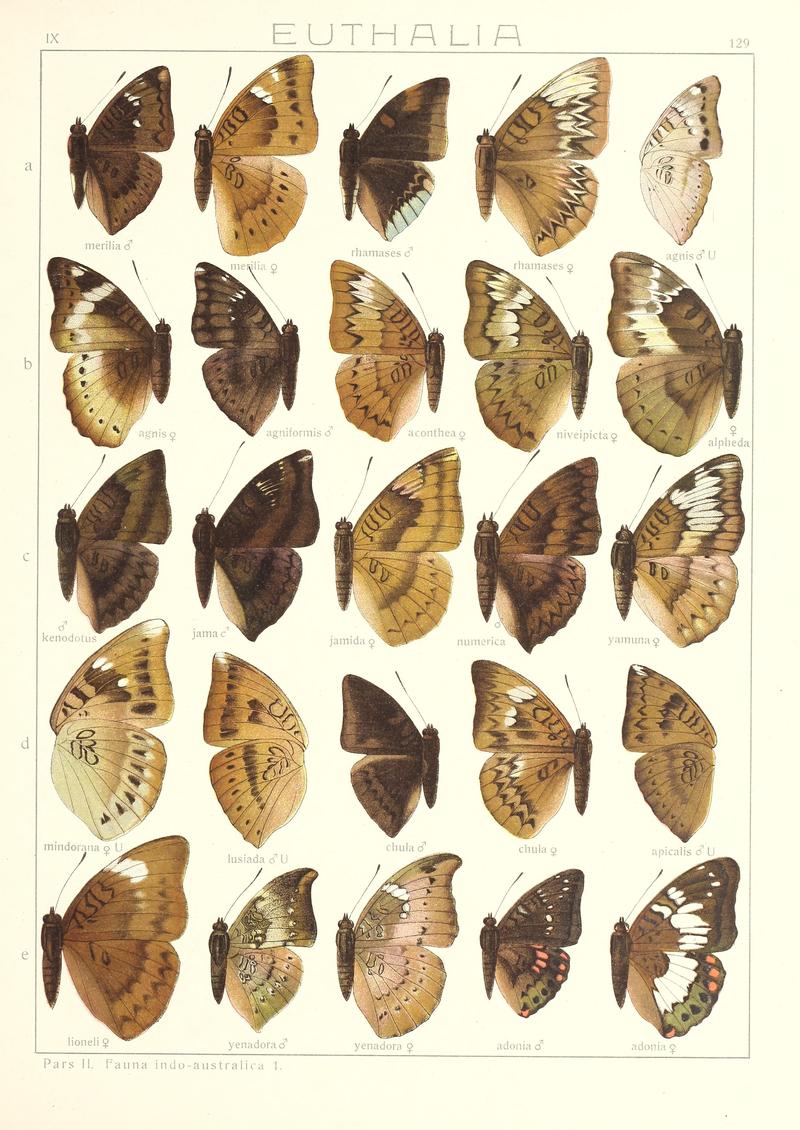 Seitz Macrolepidoptera IndoAustralica Fauna Plate 129